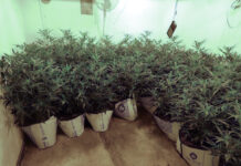 Els Mossos d’Esquadra detenen dos homes i desmantellen una plantació de marihuana a Santa Coloma de Gramenet