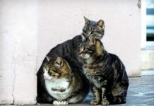 Badalona En Comú Podem denuncia l’incompliment reiterat de la Llei de Benestar Animal per part de l’Ajuntament de Badalona