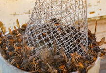 L’Escola de Natura de Badalona presenta una activitat per conèixer la vespa asiàtica i l’amenaça que representa