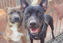 En Comú Podem alerta dels robatoris de gossos al Centre d’Acollida d’animals de companyia de Badalona i exigeix mesures urgents al govern